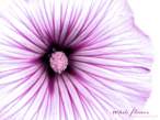 blacksaint_011_white-flower.jpeg