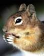 squirrel.jpg