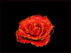 Dark_Rose.jpg