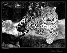 Leopard_by_Davenit.jpg