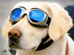 dog.gif