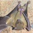 batman-au-reveil110.JPG