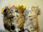 kittens5ey.jpg