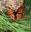 butterfly_01.jpg