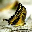 butterfly_05.jpg