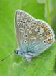 butterfly_06.jpg