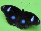 butterfly_12.jpg