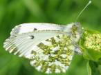 butterfly_17.jpg