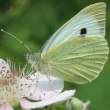 butterfly_18.jpg