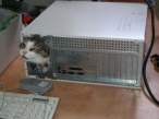 ITcat.jpg