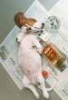passed_out_puppy.jpg