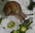snailc.jpg