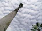 resize_of_reach_for_the_sky.jpg