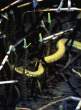 Water_snake.jpg