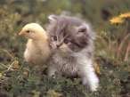 hot_chick_with_nice_pussy1.jpg