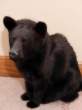 beardog.jpg