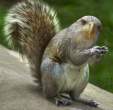 squirrel.jpg