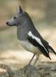 dogbird2.jpg