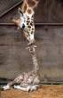 giraff.jpg