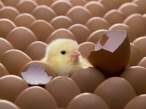 eggs.jpg