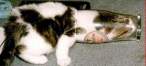 cat_glass.jpg