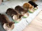 catbuffet.jpg