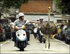 emu_chase.jpg
