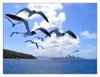 Laughing_Gulls.jpg