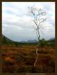 tree.jpg