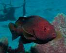 Red coral trout.jpg