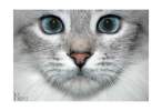 Blue Pink by nirel.jpg