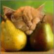 fruitydreams.jpg