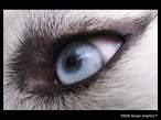 Super Macro Blue Eye Close Up by Sooper Husky.jpg