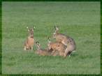 Rabbits.jpg
