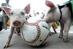 Pig ball.jpg