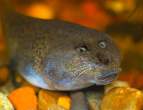 Catfish.jpg