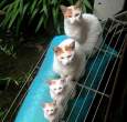 The dalton cats.jpg