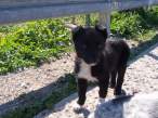 puppy with two noses - cute or just a freak.jpg