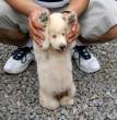 surrendering dog.jpg