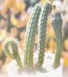 A Genus Aloe Plant forms the Name of Allah.jpg