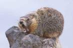 Wild life.jpg