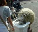 Clone that sheep.jpg