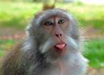 Monkey.jpg