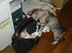 Kitties.jpg