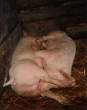Pig 69.jpg