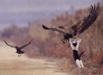 Fly.jpg