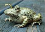 Mutant Frog.jpg