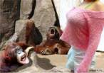 Monkey.jpg