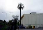 Cell tree.jpg