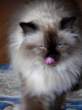 Licker.jpg
